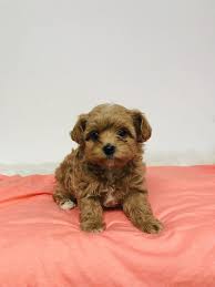 Pomeranian dog for adoption near bon carbo, colorado, usa. Maltipoo Teddy Bear Dog Adoption Puppies Cute Dogs
