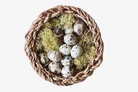 Grass Nest Of Quail Eggs Egg Art Easter Nests Cat Decor