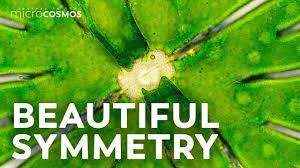 Maybe you would like to learn more about one of these? Desmids The Symmetrical Algae That S Full Of Crystals Youtube