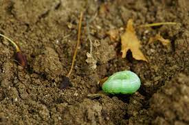 Insects in indoor plant soil. White Bugs In Soil That Jump When Watered