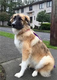The breed was used in many polar expeditions, including that of admiral byrd in 1911. Akc Working Group Breeds Mixes