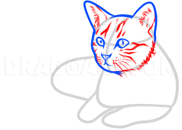 how to draw a cat by dawn dragoart com cat art illustration drawings cat drawing