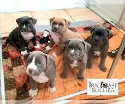 High to low nearest first. View Ad American Bully Litter Of Puppies For Sale Near Texas Houston Usa Adn 135725