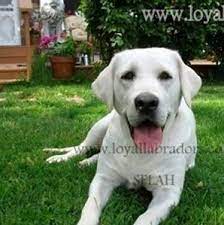 We did not find results for: Polar Bear Labs And Polar Bear Lab Puppies White Labrador Puppy Lab Puppies English Labrador