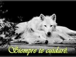 Pin En Lobo