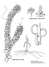 Image result for Lagarosiphon major