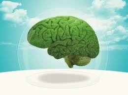 Most Humans Use Only 10 Of Their Brain What Percentage Do You Use Purple Food Brain Diseases Healthy Mind