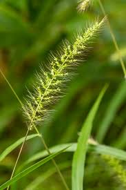 Image result for Setaria homonyma