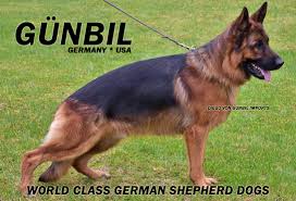 Favorite this post jul 7 german shepherd puppy scam $0 (denver, trinidad) pic hide this posting restore restore this posting. German Shepherd Puppies For Sale In Larkspur Co Gunbil German Shepherds