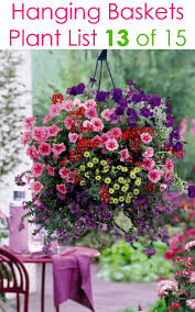 Angelonia 'carita purple' carita purple angelonia blooms profusely and has a more open, spreading shape, making it perfect for hanging baskets, containers, and window boxes. 15 Beautiful Flower Hanging Baskets Best Plant Lists A Piece Of Rainbow