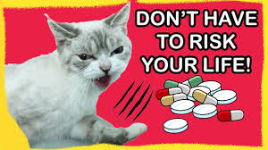 Check spelling or type a new query. How To Get Cats To Eat Pills Method 1 Youtube
