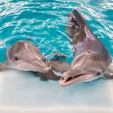 Clearwater Marine Aquarium Florida S Marine Life Rescue Center Clearwater Marine Aquarium Marine Aquarium Marine Animals