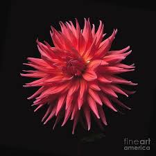 Over 10 inches in diameter. Dahlia Wyn S King Salmon Photograph By Ann Jacobson