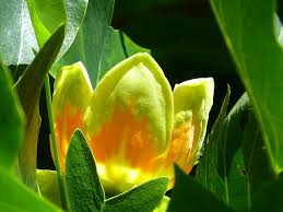 Gardens and places we noticed continents countries usa by states. Native Tulip Trees Of Georgia