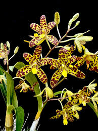 Image result for Xylia africana