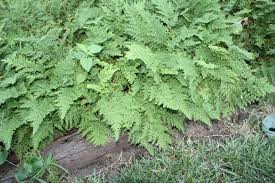 Image result for Selaginella mittenii
