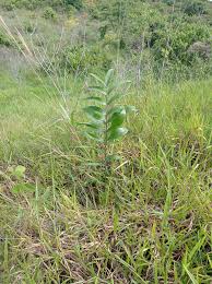 Image result for Chaseella pseudohydra