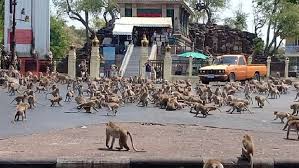 This is how Planet of the Apes starts' — As coronavirus slams ...