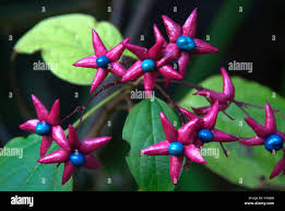 Image result for Clerodendrum melanocrater