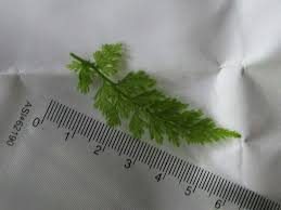 Image result for Vandenboschia gigantea