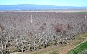 No trimming is needed, but you can remove lower branches and expose the attractive limbs and encourage a wider pattern of growth. Is There A Better Crab Apple Pollinizer Good Fruit Grower