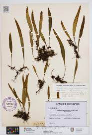 Image result for Pleopeltis macrocarpa