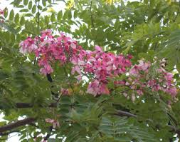 Image result for Cassia agnes