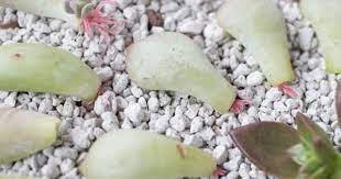 Why Are My Succulent Leaf Cuttings Only Producing Roots World Of Succulents Propagating Succulents Propagate Succulents From Leaves Succulent Cuttings