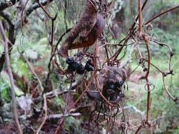 Image result for Smilax anceps