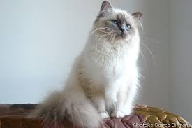Birman Blue Point Kittens For Sale Sacred Birman Blue Point Cats And Kittens Beautiful Cats Cute Cats And Kittens