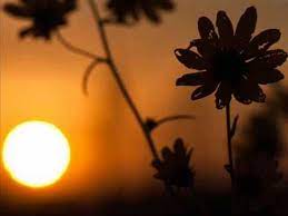 Raag Yaman Ustad Sultan Khan Sarangi Weird And Wonderful Bollywood Songs Entertainment Music