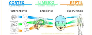 Resultat d'imatges de lo racional y emocional del cerebro