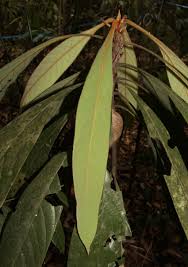 Image result for Actinodaphne