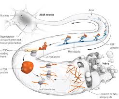 The mrna translation into a protein is only part of the process of building a protein. Rna Targeting And Translation In Axons Science