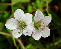 Image result for Geranium aculeolatum