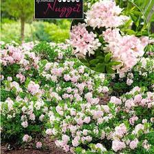 Zwerg Rhododendron Bloombux Bloombux Pflanzen Efeu Pflanzen