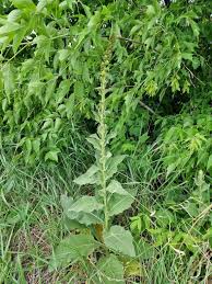 Image result for Verbascum scrophulariifolium