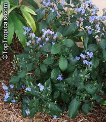 Image result for Eranthemum pulchellum