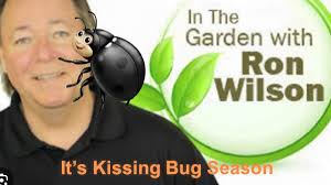 Kissing Bugs (that time of year again)