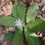 Image result for Ritchiea capparoides