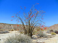 They were rooted to death by harvesters. Fouquieria Splendens Wikipedia