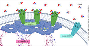 Image result for Glycine