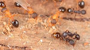 Image result for panda ant