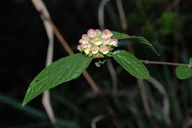 Image result for Premna velutina