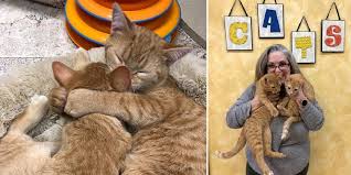 Your cat will be developmentally disabled, so it will not be able to make decisions to protect itself as other cats are able to. Woman Researches Birth Defect So She Can Adopt Bonded Pair Of Special Needs Kittens Cole Marmalade