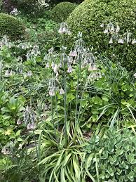 Image result for Nectaropetalum