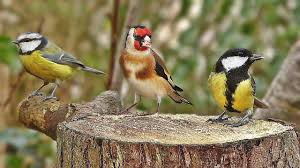 Bird Sounds Spectacular Morning Bird Song Youtube Song Bird Most Beautiful Birds Colorful Birds