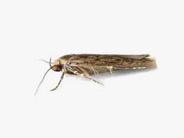 Brown House Moths Perth