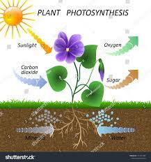 Vector Diagram Of Plant Photosynthesis Science Education Botany Poster Illustration For Photosynthesis Photosynthesis And Cellular Respiration Plant Science