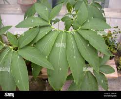 Image result for Sauromatum venosum